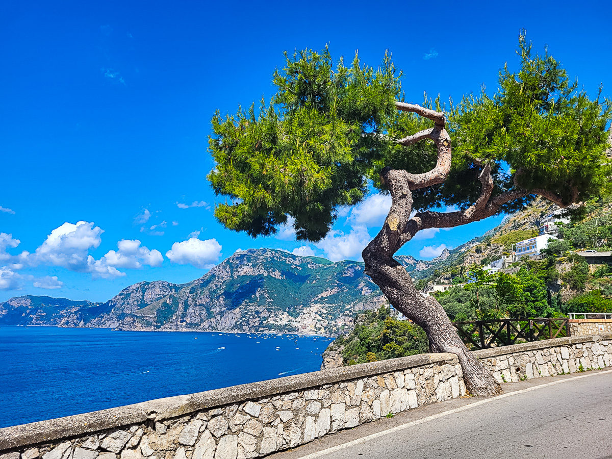 A Mediterranean pine tree in the forefront with the town of Positano in the far distance- Picture taken from Praiano 