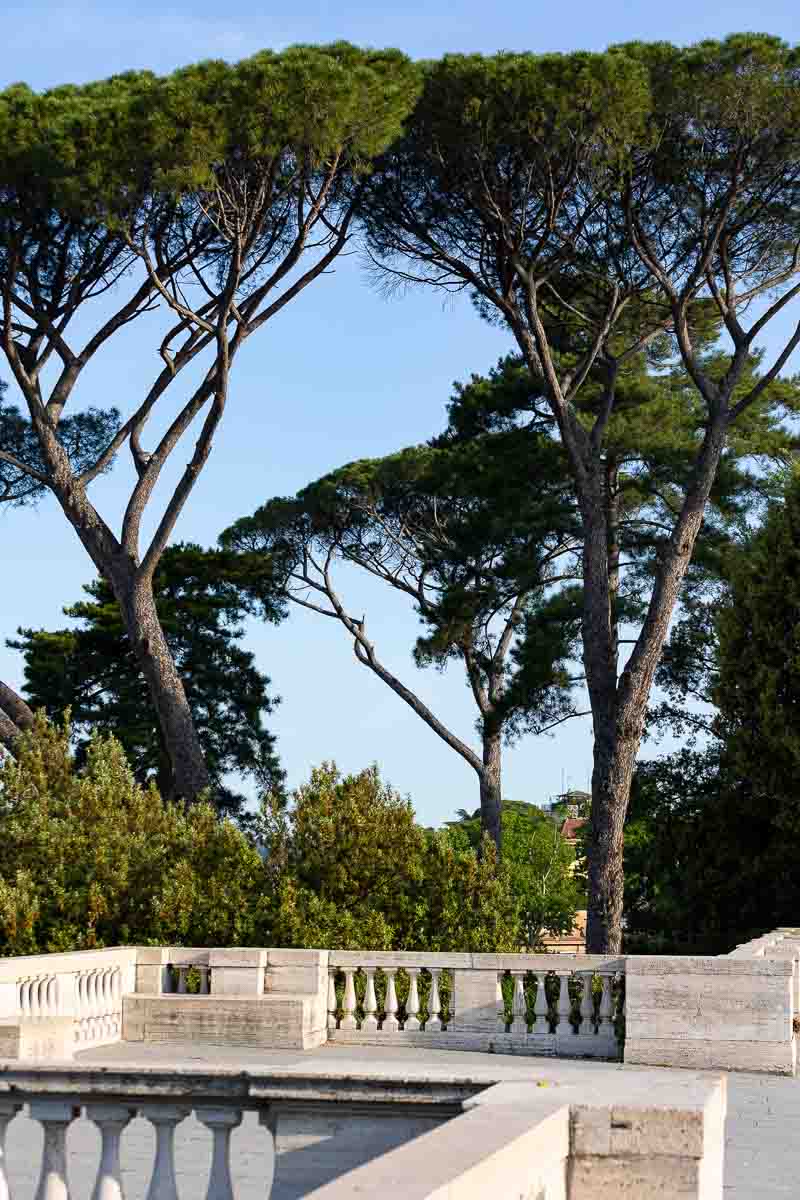 Mediterranean pine trees that hover over the marble terrace of Villa Borghese pincio park 