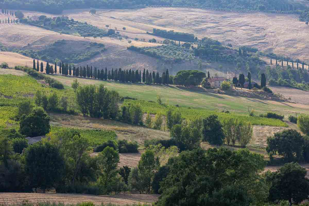 Tuscany countryside made of cypress trees and rolling hills 